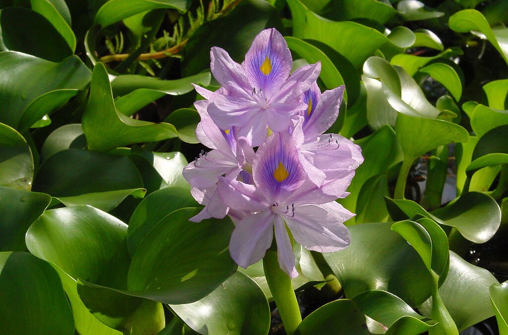 Key Facts about Water Hyacinth